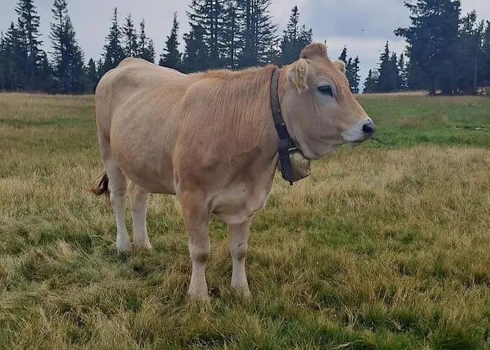 Ski, Bike, Hike & Chill! *